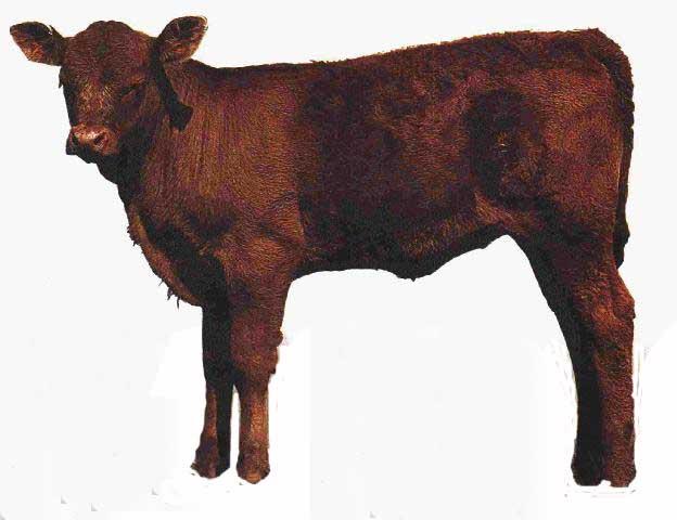 red heifer